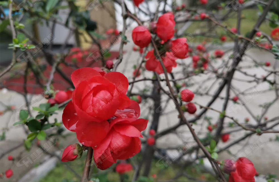 桂林鴻程滿園春色，春意正濃，邀您共賞！