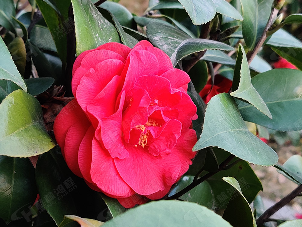 桂林鴻程花團(tuán)錦簇，滿園春色，邀您一起共賞春景，共商大計！